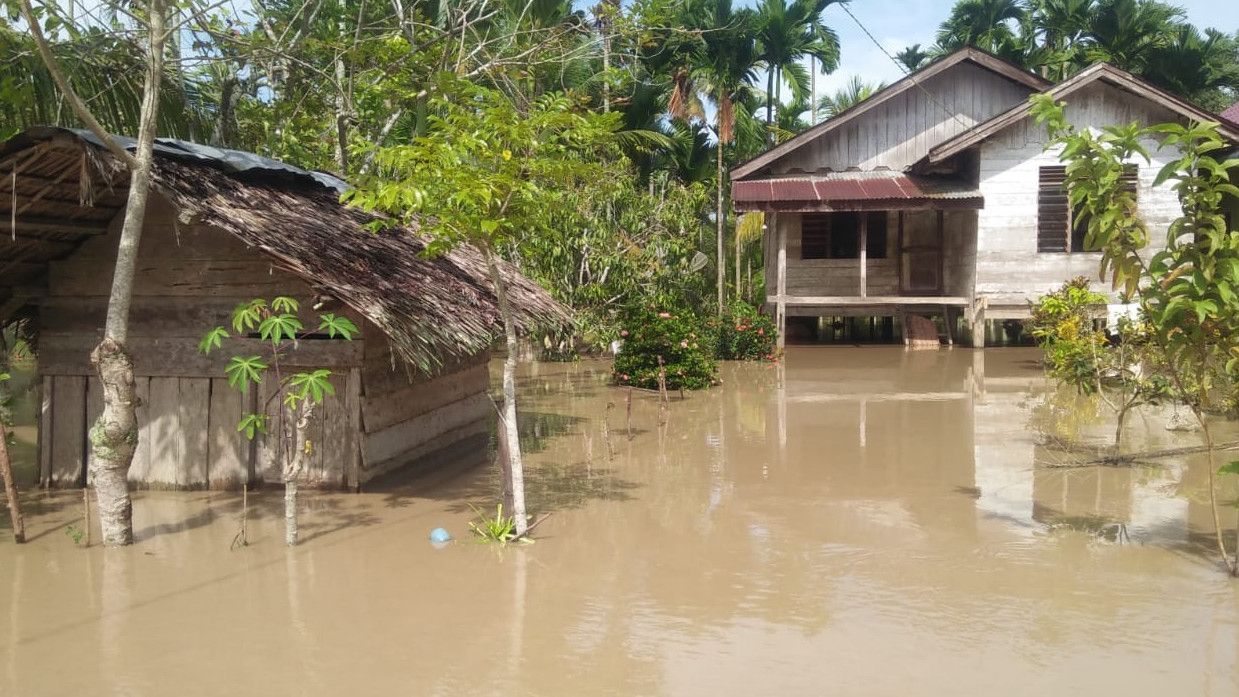 Aceh Utara Banjir, 230 Hektare Sawah Terancam Gagal Panen