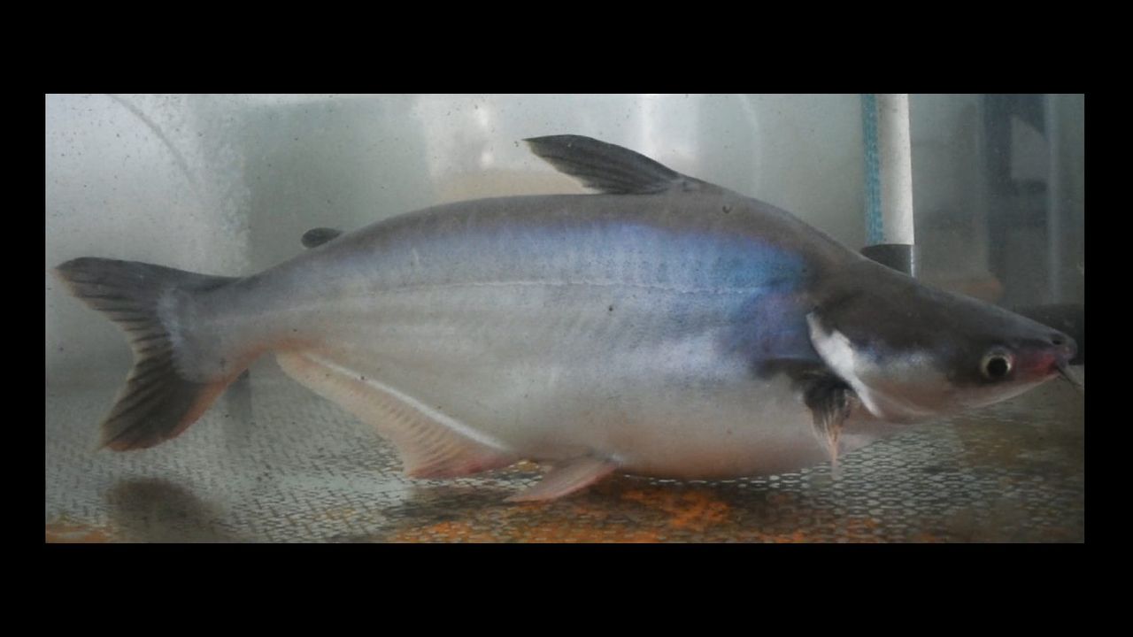 Ini Keunggulan Ikan Patin Perkasa Hasil Riset KKP, Ukuran Tubuh Lebih Besar