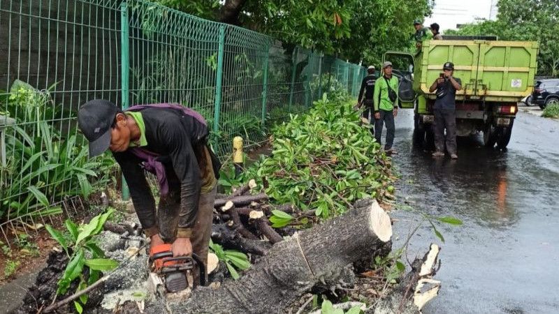 Angin Kencang Bertiup, 6 Pohon Langsung Tumbang di Jakarta Barat