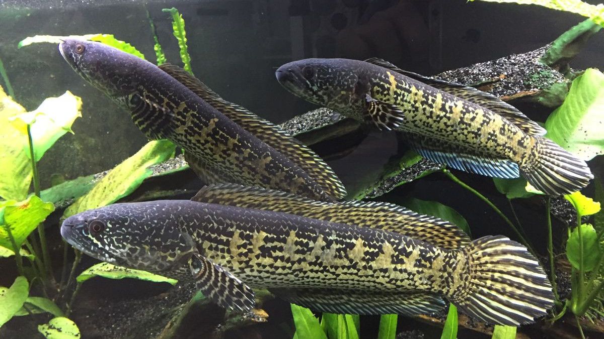 Mengenal Predator Channa Asiatica: Ikan Gabus Mutiara yang Berasal dari Negeri Bambu