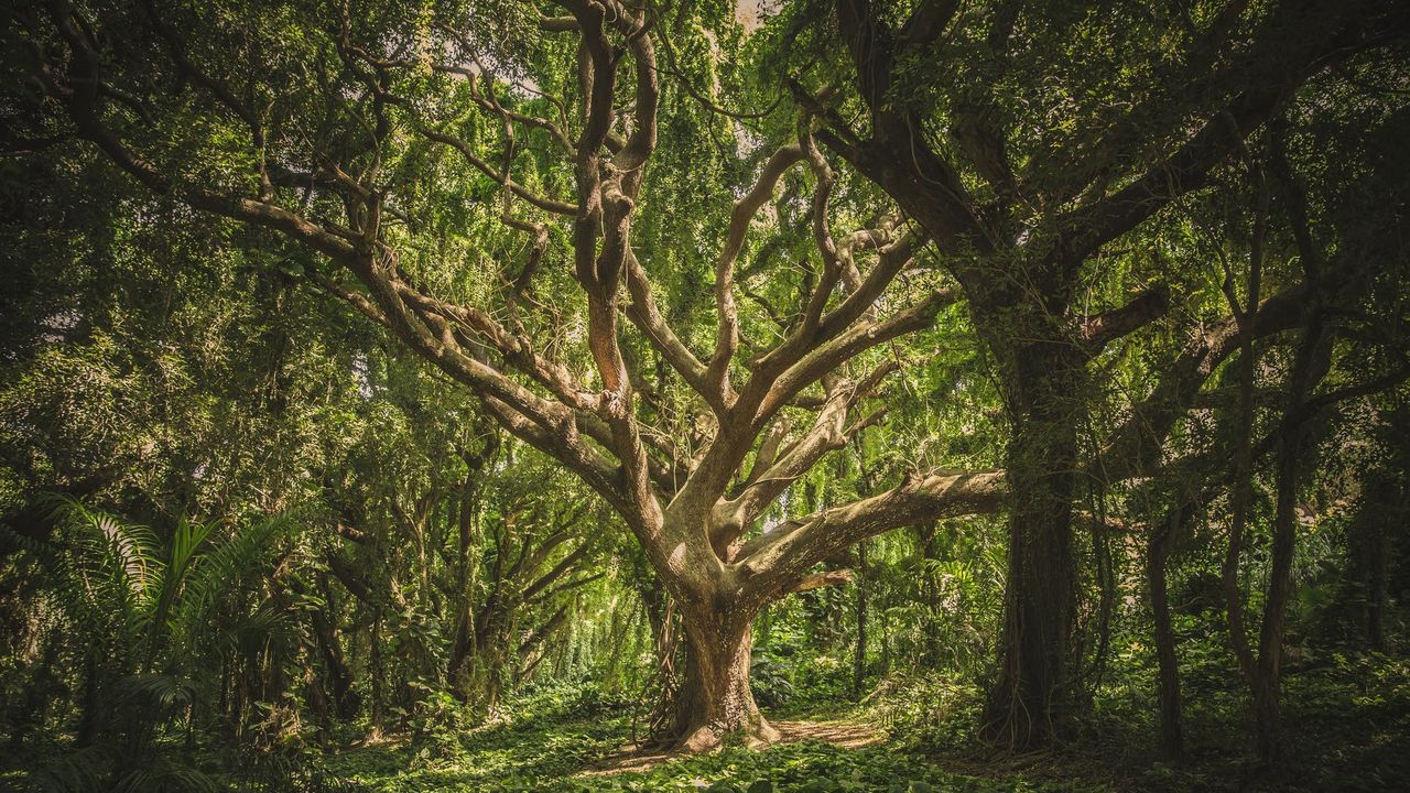 Ada Penghuni Gaib, Berikut Pohon-Pohon Mistis yang Kerap Jadi Sarang Hantu