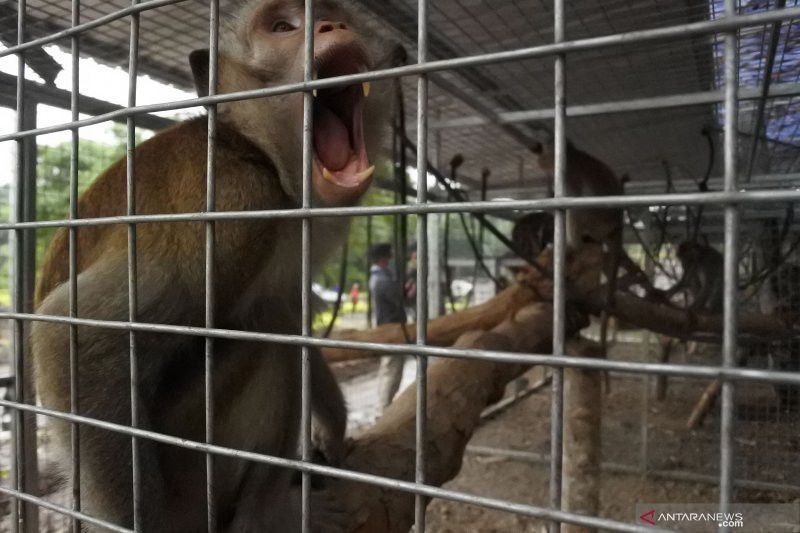Nasib Buruk Timpa Dua Pemuda di Tasikmalaya Usai Siksa Monyet Demi Konten
