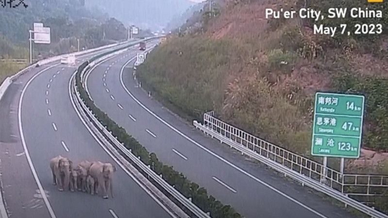 Momen Kawanan Gajah China Jalan-Jalan Santai di Jalan Tol