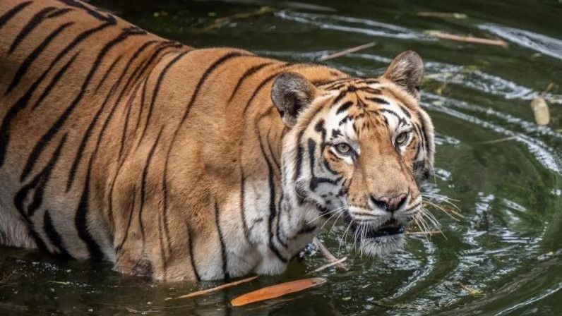 Heboh Petugas Bawa Daging Pakan Harimau di Ragunan, Pengelola: Kami Terbuka Disidak
