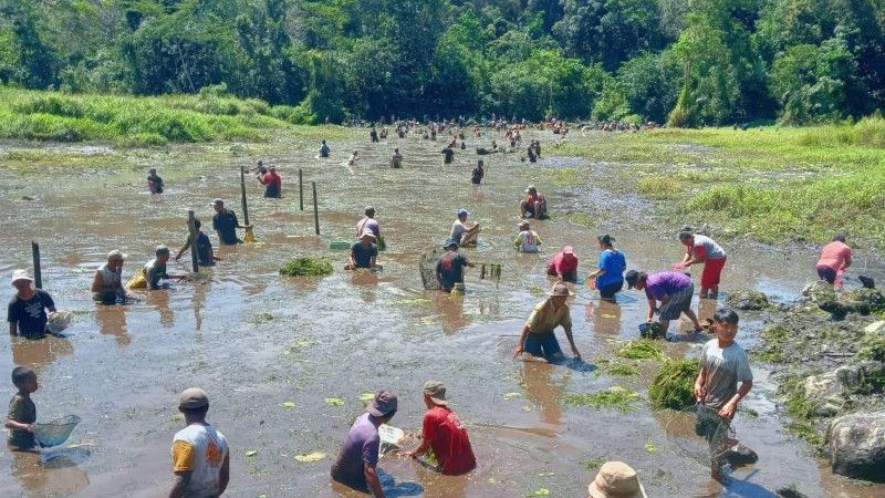 Sambut Paskah, Intip Tradisi Unik Panen Ikan di Pisak Bengkayang