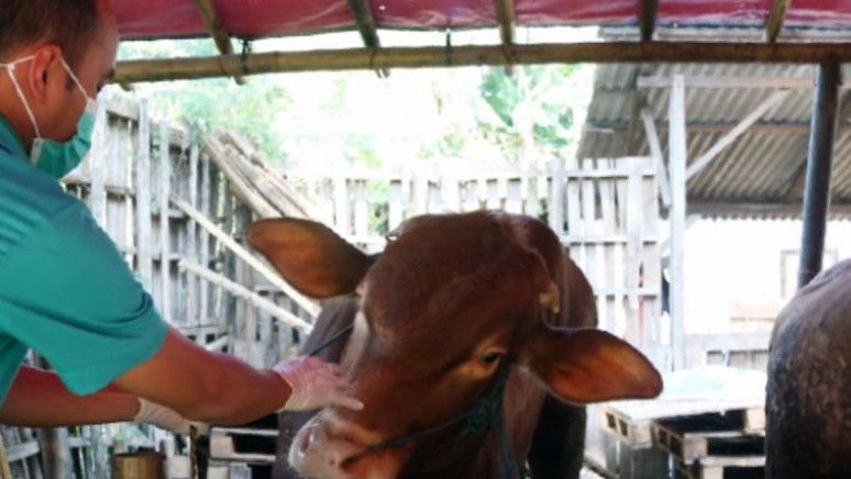 Pemprov DKI Imbau Warga Beli Hewan Kurban yang Sudah Diperiksa Petugas dan Ada Stikernya