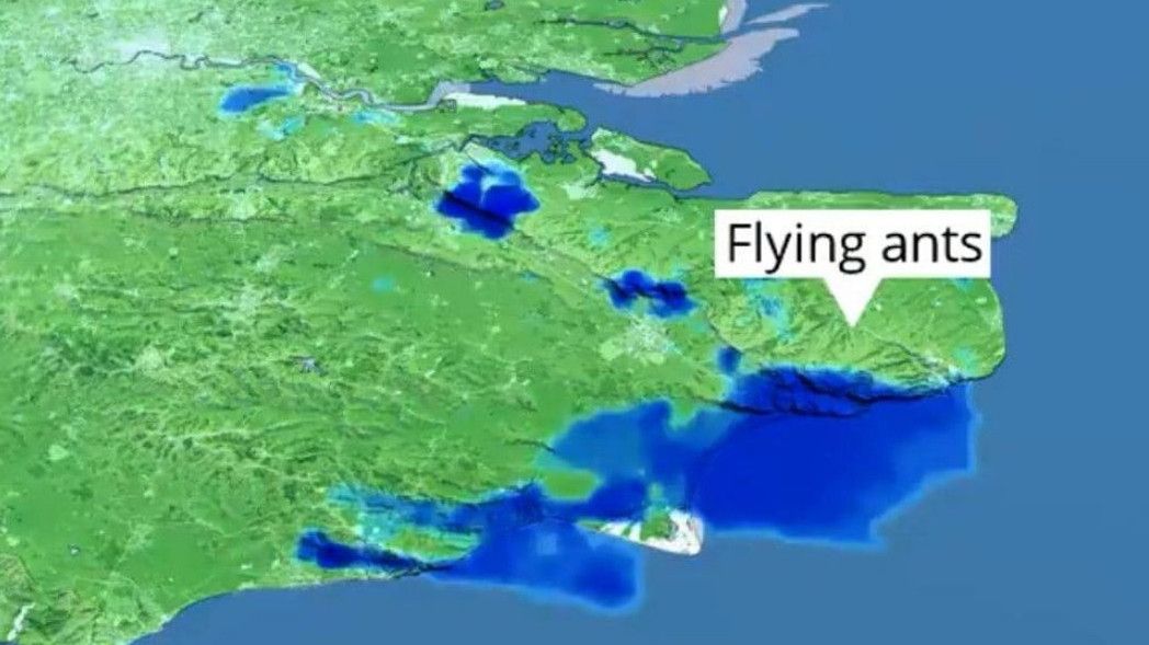 Sempat Dikira Hujan oleh Satelit, Ternyata Terjadi Fenomena Semut Terbang