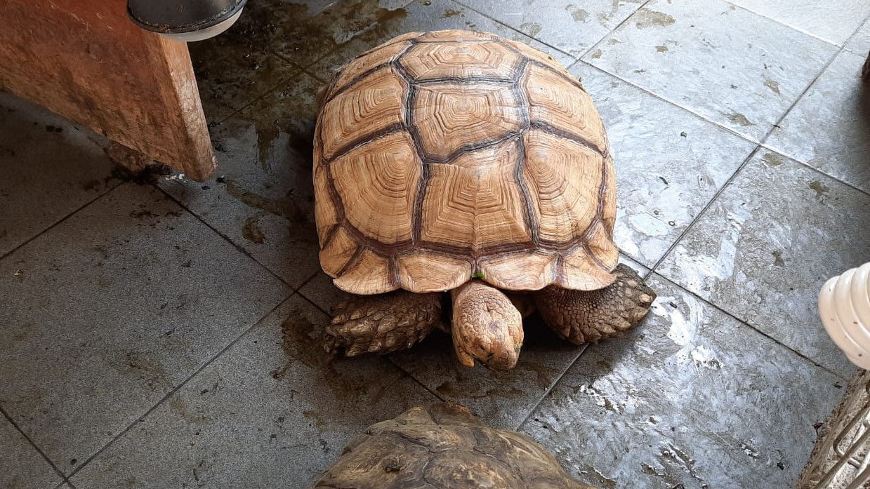 Gibran Hibahkan Delapan Kura-kura Miliknya untuk Kebun Binatang Solo: Kasihan, Kandang yang Sekarang Kekecilan