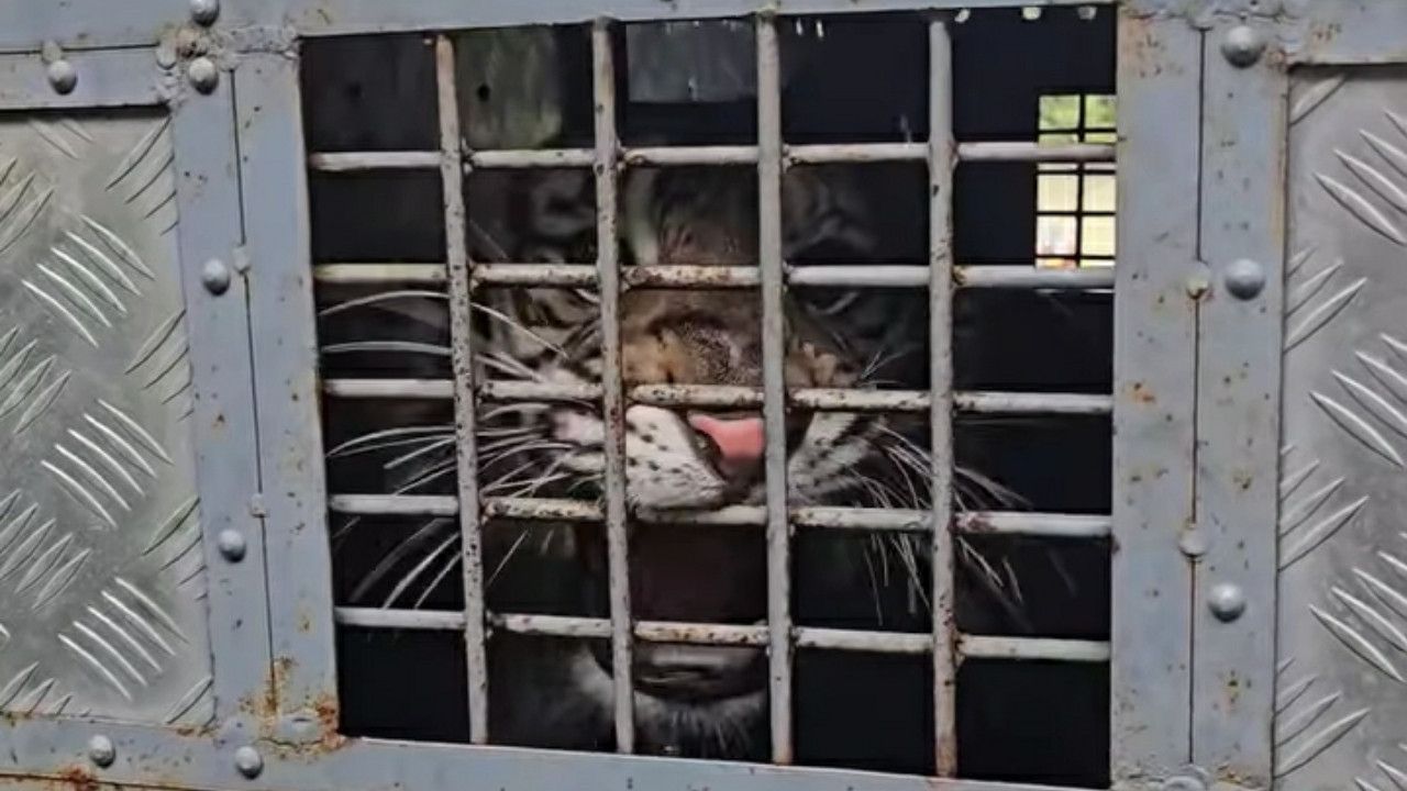 Harimau Sumatra yang Terkam Petani di Sumut Diduga Dilepasliarkan KLHK