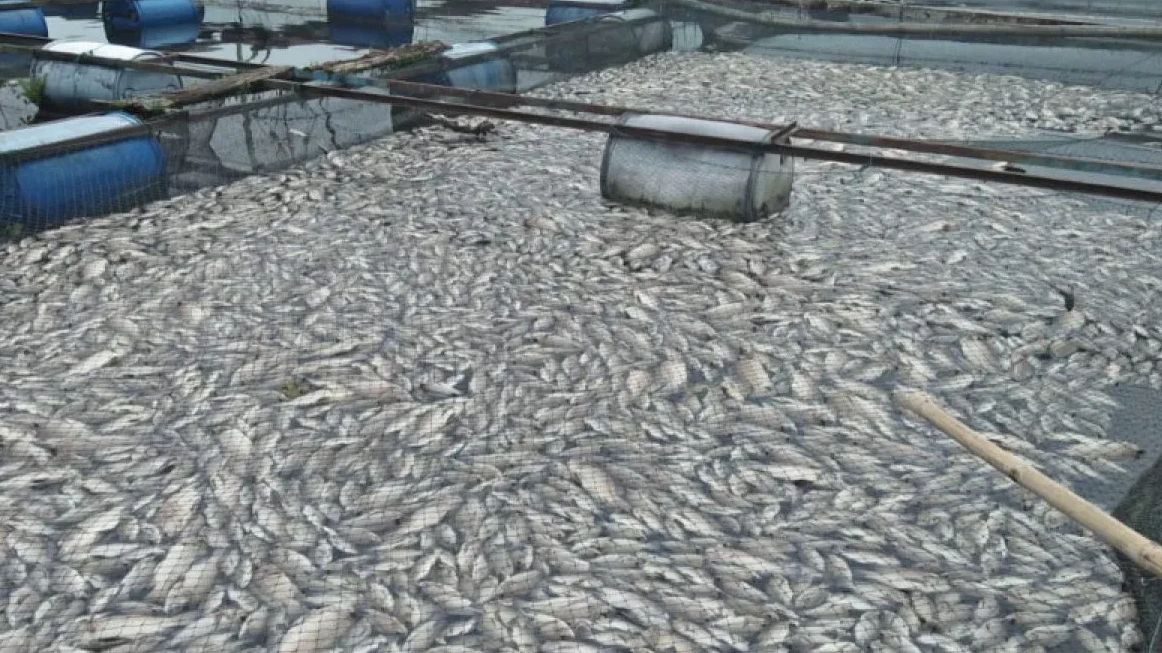 Misteri Ratusan Ton Ikan Mendadak Mati di Waduk Jatiluhur Purwakarta