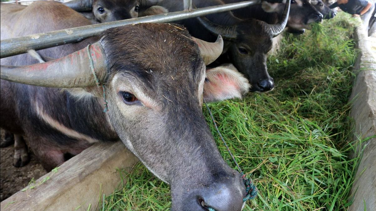 Kerbau Kurban di Kudus Ngamuk dan Tabrak Pesepeda Ontel hingga Terlempar, Ngeri