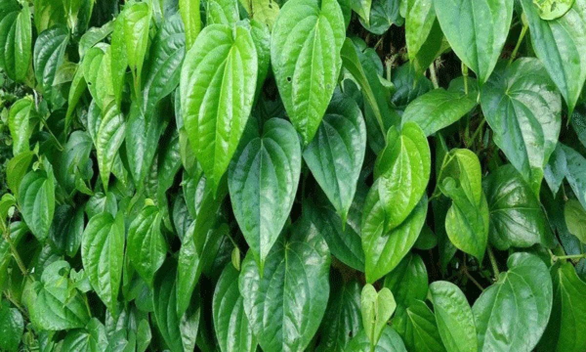 Apakah Pakai Feminine Wipes Aman? Simak Informasinya di Sini!