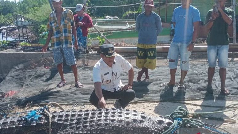 Buaya Sepanjang 4,7 Meter Terjaring Nelayan di Dekat Pantai Hulapa Gorontalo, Kades: Khawatir Jadi Tontonan Warga