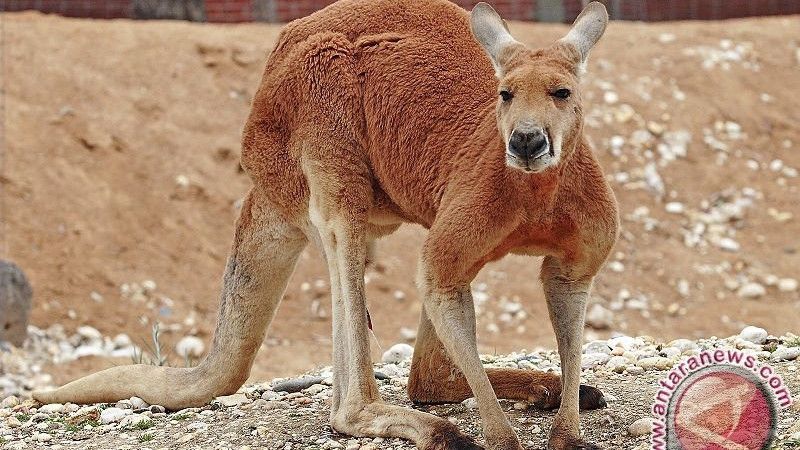 Jutaan Kanguru di Australia Terancam Dimusnahkan, Ini Alasannya..