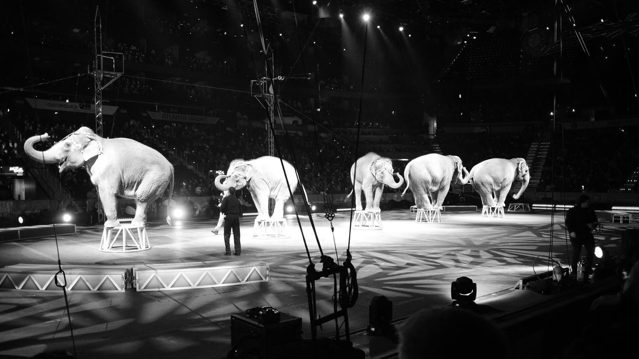 Prancis Larang Penggunaan Satwa Liar dalam Atraksi Sirkus Keliling