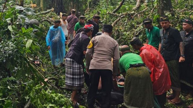 Pilu, Dua Warga Negara Asing Tewas Ditimpa Pohon Tumbang di Monkey Forest Ubud Bali