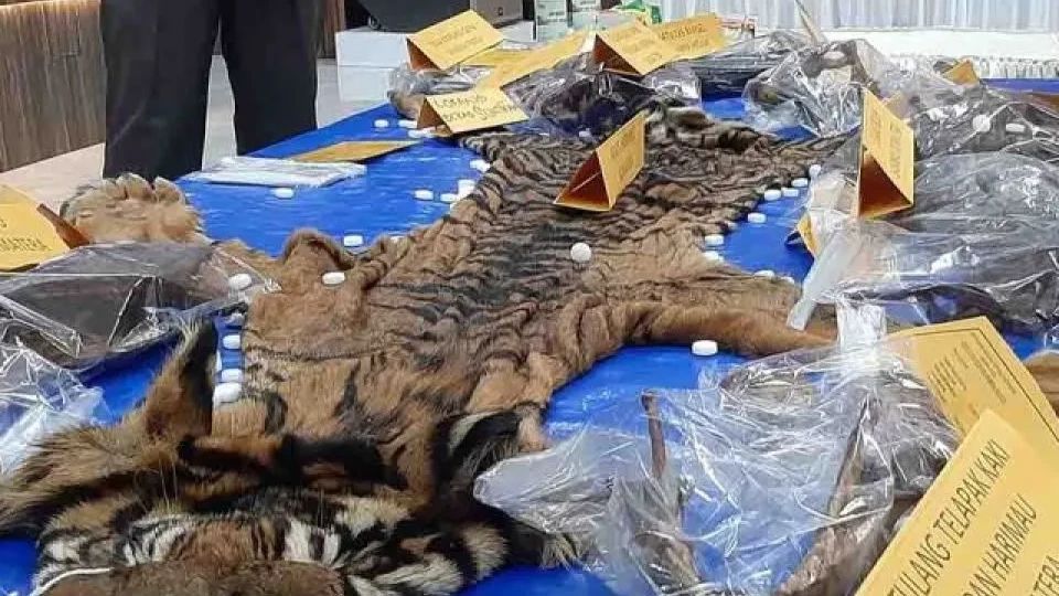 Polda Aceh Gagalkan Perdagangan Kulit Harimau, Seorang PNS Diamankan