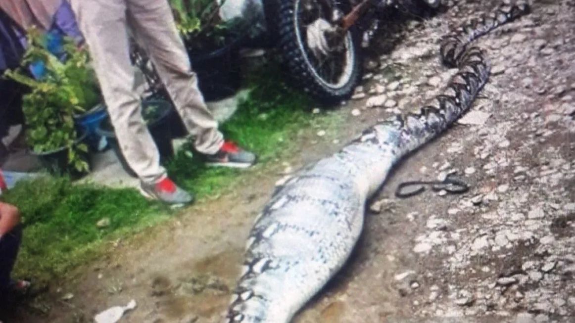 Hilang Misterius, Anak Sapi Ternyata Dimangsa Piton 9 Meter di Luwu Utara Sulsel