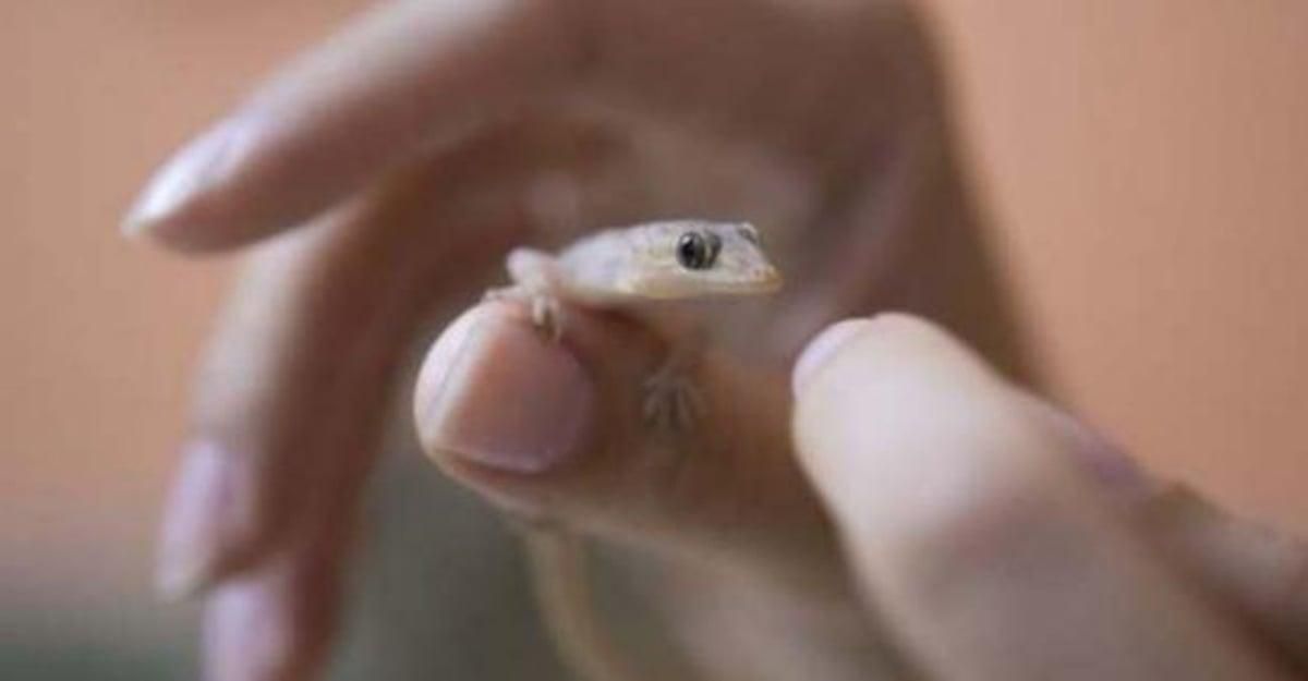 Kenapa Cicak Bisa Merayap dan Amankah Makanan yang Dihinggapi Cicak?