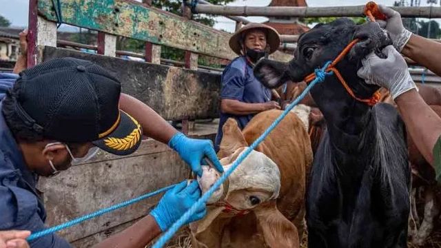 Waspada, Ribuan Sapi di 50 Desa di Lombok Terkena Penyakit Mulut dan Kuku