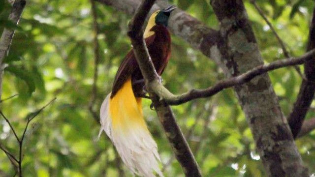 Aksi Kementerian Kehutanan Bakar Mahkota Cenderawasih di Papua Itu Labrak Aturan