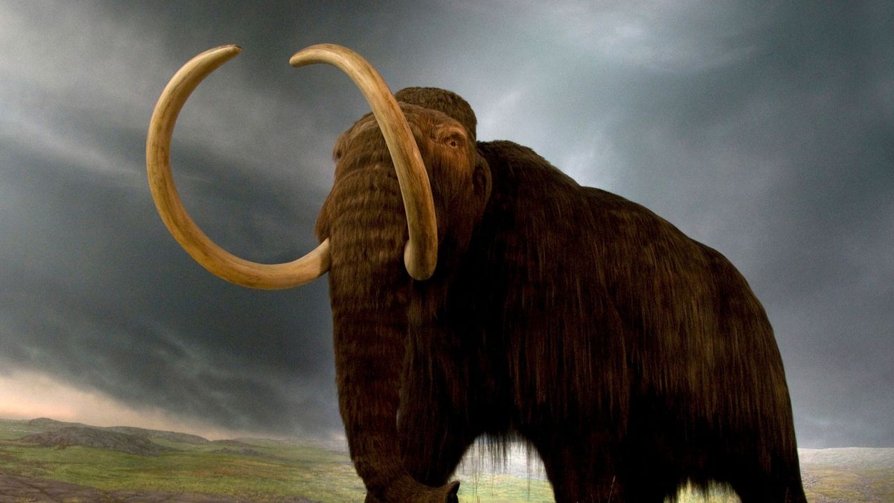 Mirip Film Jurrasic Park, Ilmuwan Optimis Mammoth Purba Hidup Kembali 6 Tahun Lagi