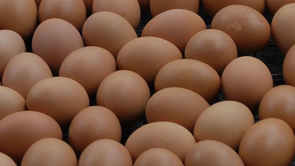 Harga Telur Anjlok di Pasar, Gerindra: Pemerintah Jangan Bikin Beban Baru