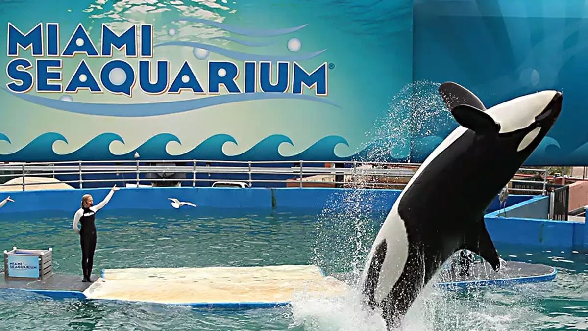 50 Tahun Hidup di Penangkaran, Akuarium Florida Akhirnya Lepas Paus Orca Lolita ke Tempat Asal
