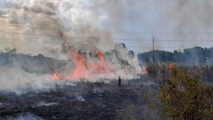 229 Hektare Lahan di Jambi Terbakar Sejak Januari - Agustus 2023