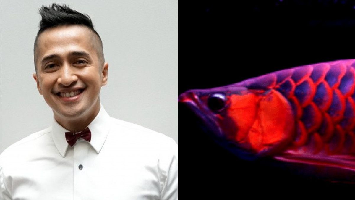 Sahabat Irfan Hakim Stres, Ikan Arwananya Dicuri Orang Pakai Pancing, Rugi Rp24 Miliar