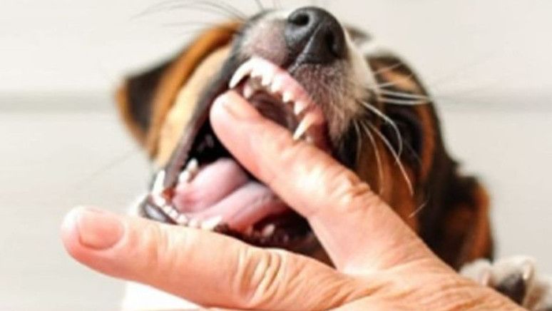 Tergigit Hewan Rabies, Lakukan Cuci di Bagian Luka Pakai Sabun