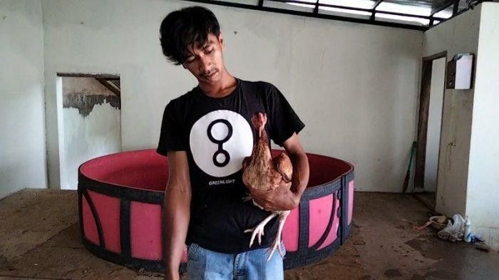 Unik! Dinamai Mister Telek, Seekor Ayam Milik Firman Ditawar Rp130 Juta, Ini Kelebihannya