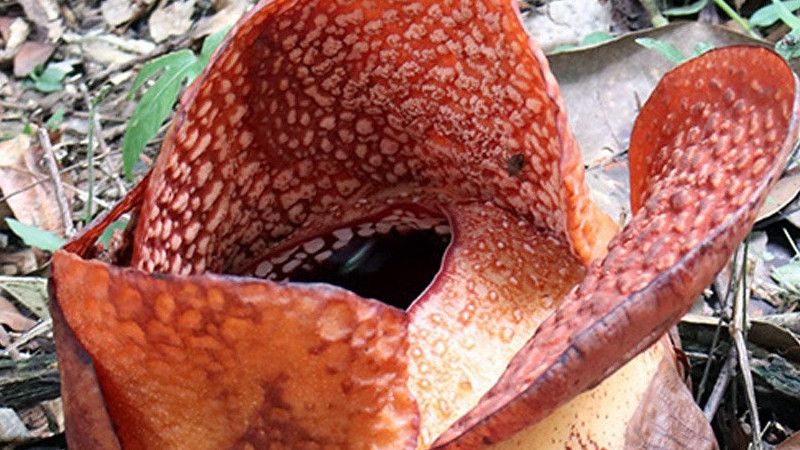 Pertama Kali, Rafflesia Arnoldii R.Br Mampu Tumbuh di Luar Habibat Asli
