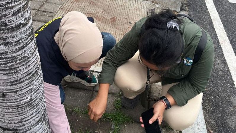 Viral! Kawanan Burung Pipit Mati di Bandara Ngurah Rai Bali, BKSDA: Tersambar Petir