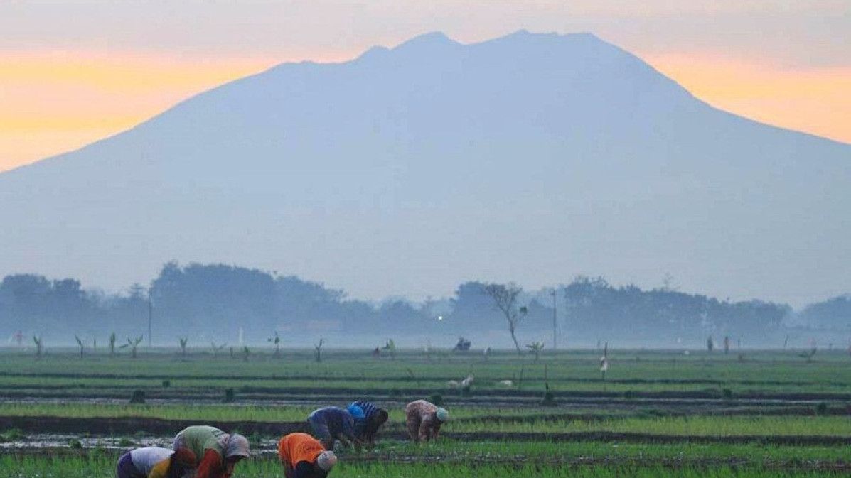 Pendaki Asal Jakarta Berat 100 Kilo Terpeleset di Gunung Lawu, Relawan Kesulitan Menandunya Turun