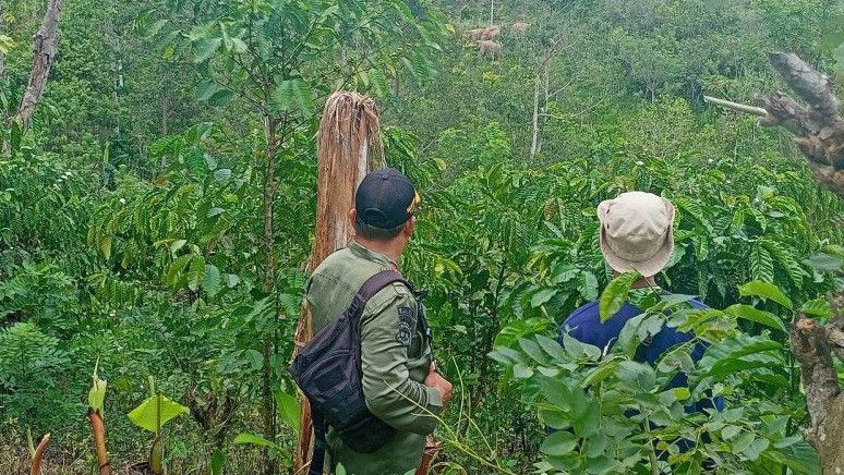 Kawanan Gajah Liar Dekati Pemukiman Warga di Lampung Barat, Apa Pemicunya?