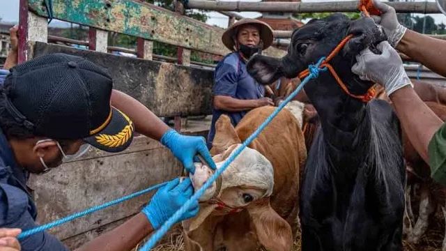 Ada 3 Kasus PMK Hewan Ternak di Wilayahnya, Ganjar Pastikan Stok Daging di Jateng Tak Terganggu