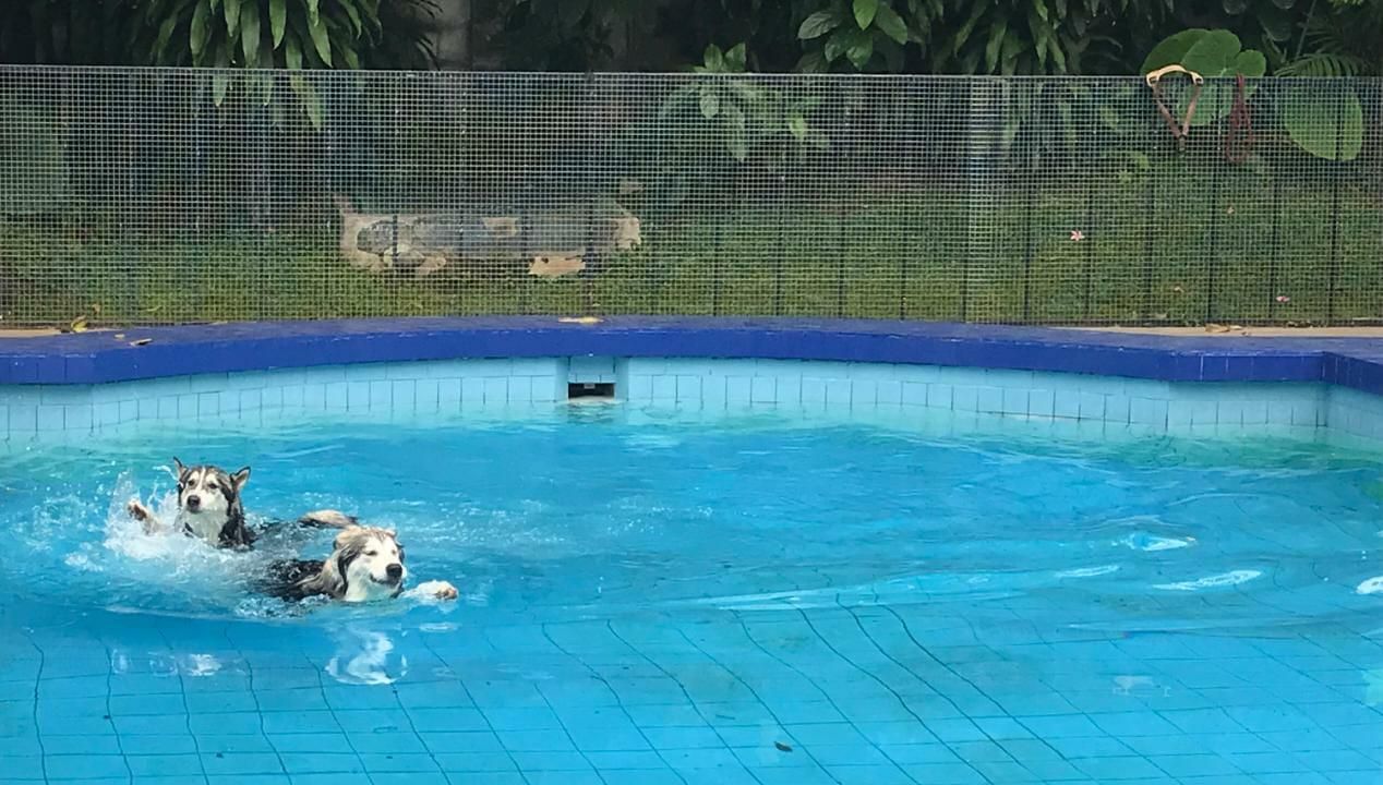 Anjing berenang (Foto: Dok. Era.id/Adelia Hutasoit)