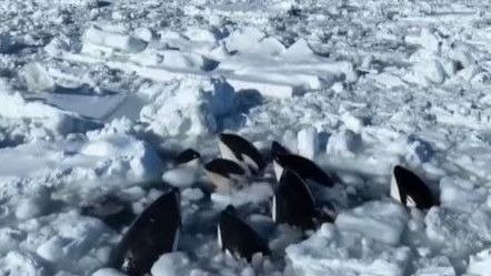 Sempat Terperangkap di Es, Puluhan Paus Orca Diduga Berhasil Menyelamatkan Diri