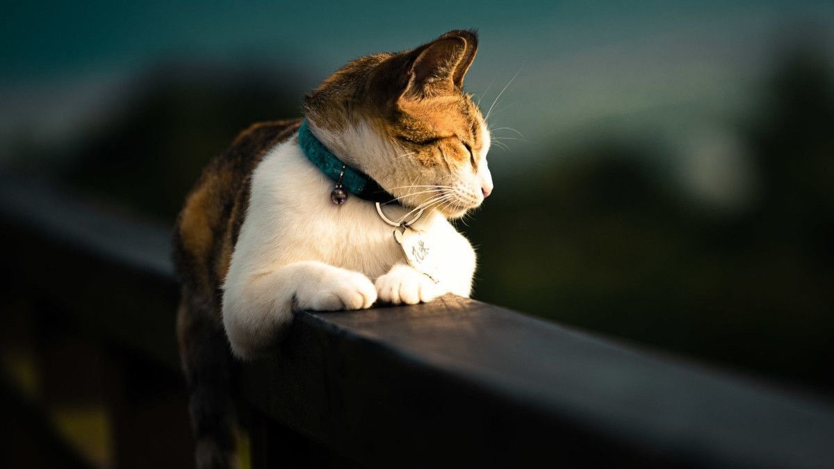 Tanda-Tanda Kucing Mau Melahirkan yang Harus Kamu Tahu, Pecinta Kucing Pasti Paham