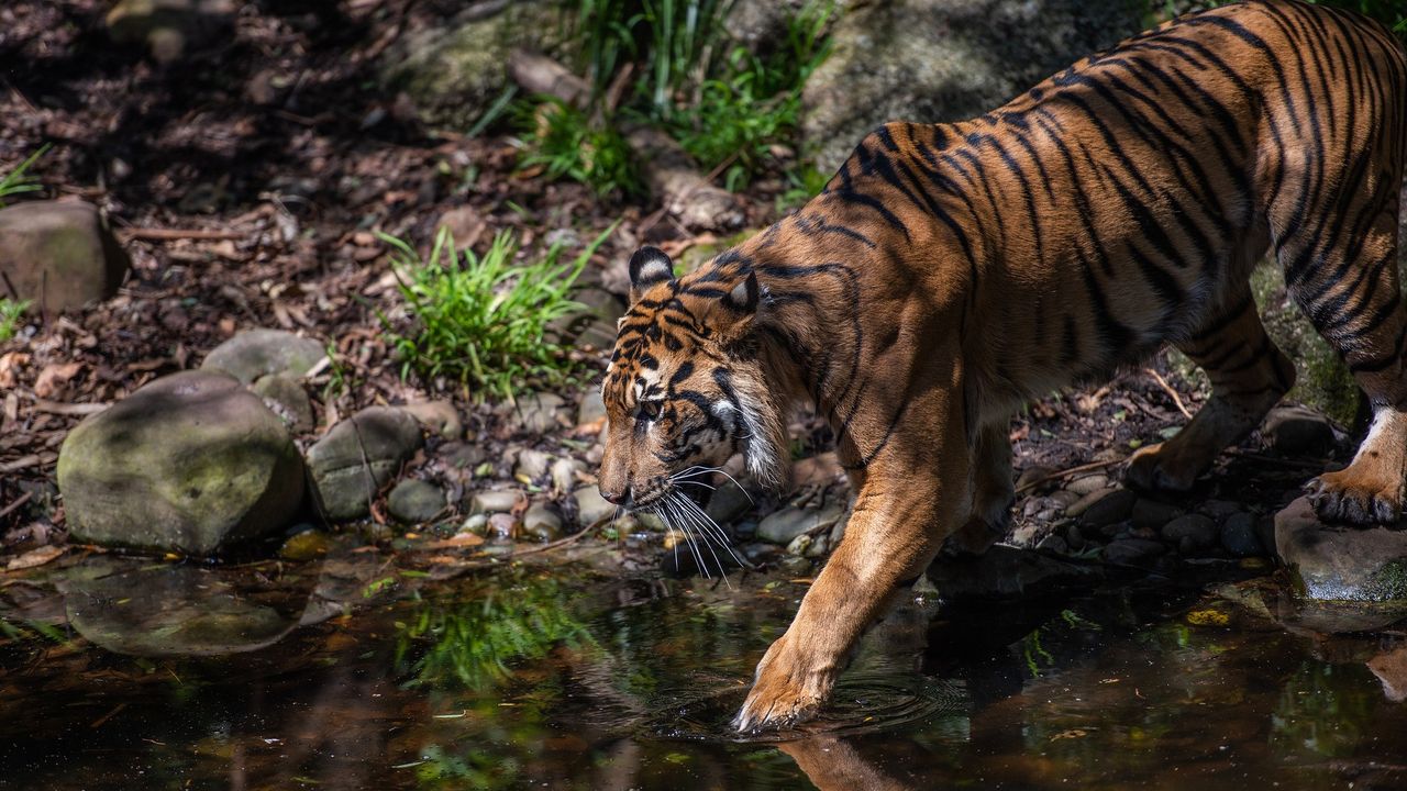 Ngeri! Harimau Sumatra Teror Perkebunan Warga di Aceh Timur