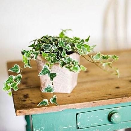 Swedish ivy (Foto: Instagram/@houseplantdiary)