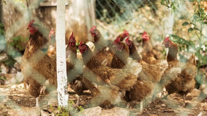 WHO Desak Dunia Tingkatkan Pengawasan Flu Burung