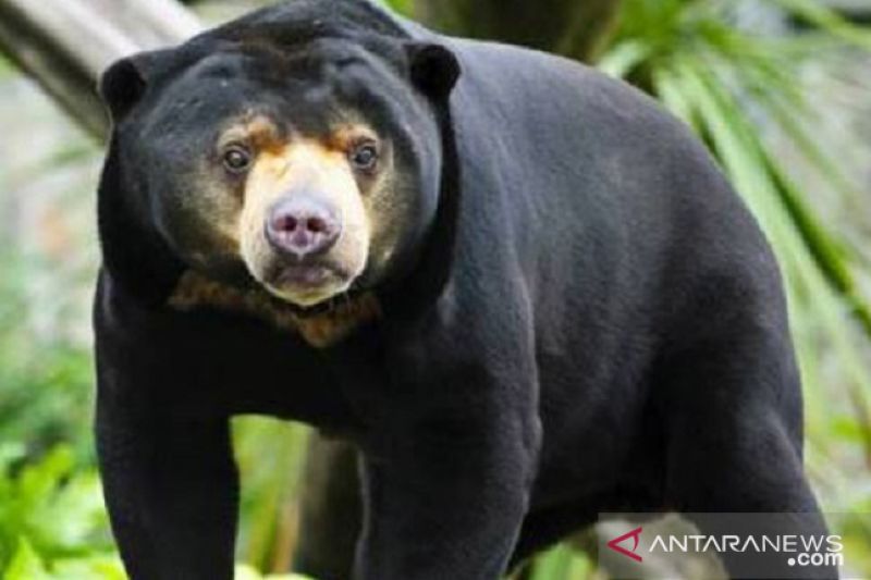 Beruang Serang Suami-Istri yang Sadap Karet di Hutan Tabalong Kalimantan Selatan