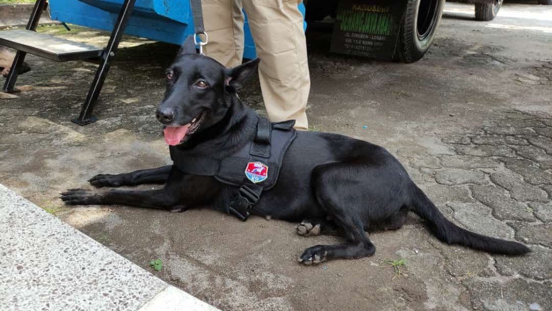 Perkenalkan Kani, Anjing Peliharaan BNNP Sulsel yang Berhasil Temukan 89 Kg Sabu