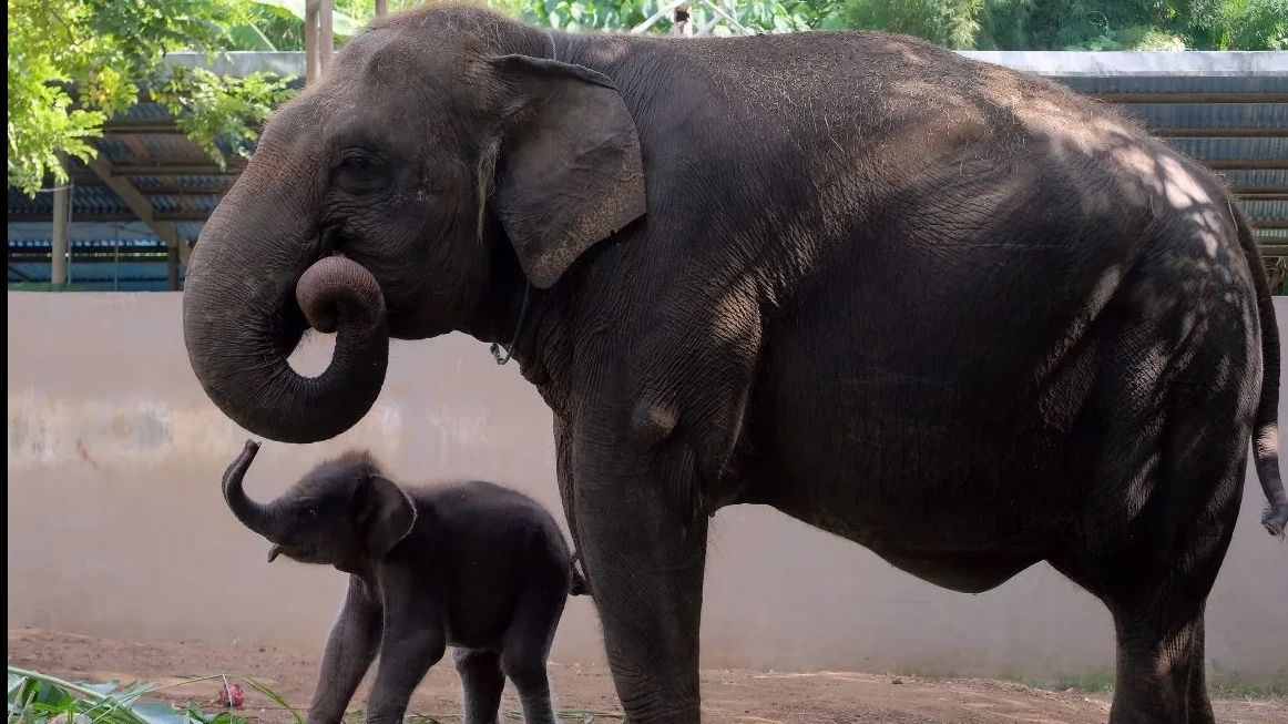 Gajah di Bali Safari  Serudug Pegawai hingga Tewas, Begini Kronologi Kejadiannya