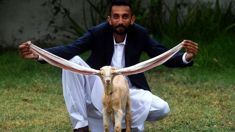 Potensi Cetak Rekor Dunia, Ini Dia Simba Bayi Kambing Asal Pakistan yang Punya Telinga Super Panjang
