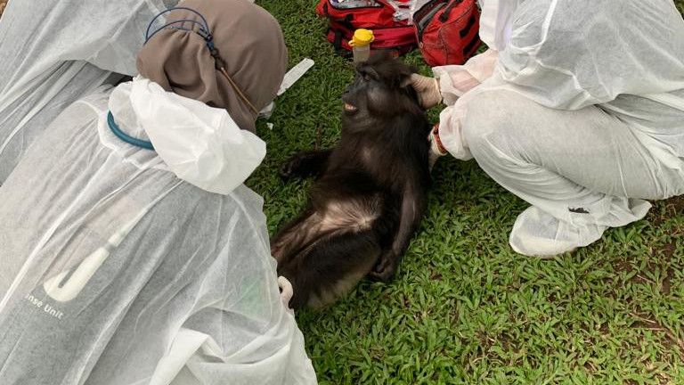 Penampakan Hewan Langka di Rumah Bupati Langkat, BKSDA Sita Monyet Hitam Sulawesi hingga Elang Brontok