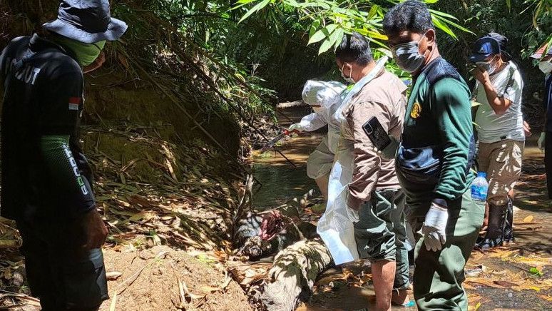 Sejumlah Satwa Liar di TNBNW Mati, Tim Gabungan Selidiki Penyebabnya