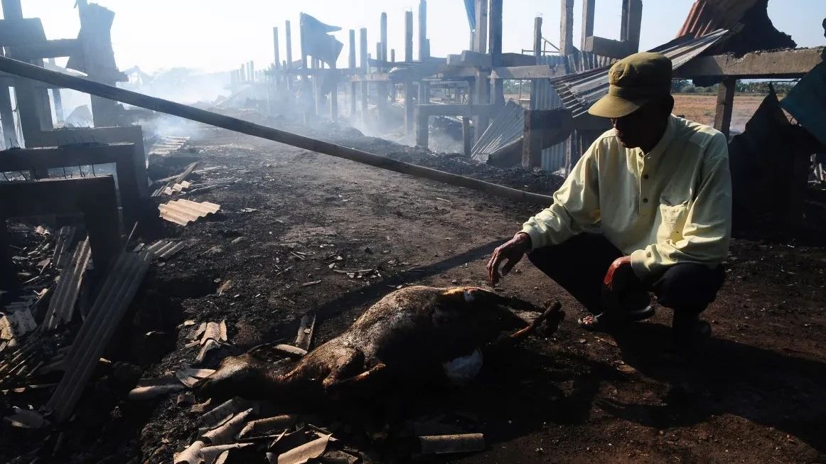 37 Ekor Kambing Hangus Terbakar Akibat Kebakaran di Srenseng Jakbar, Begini Kronologi Kejadiannya